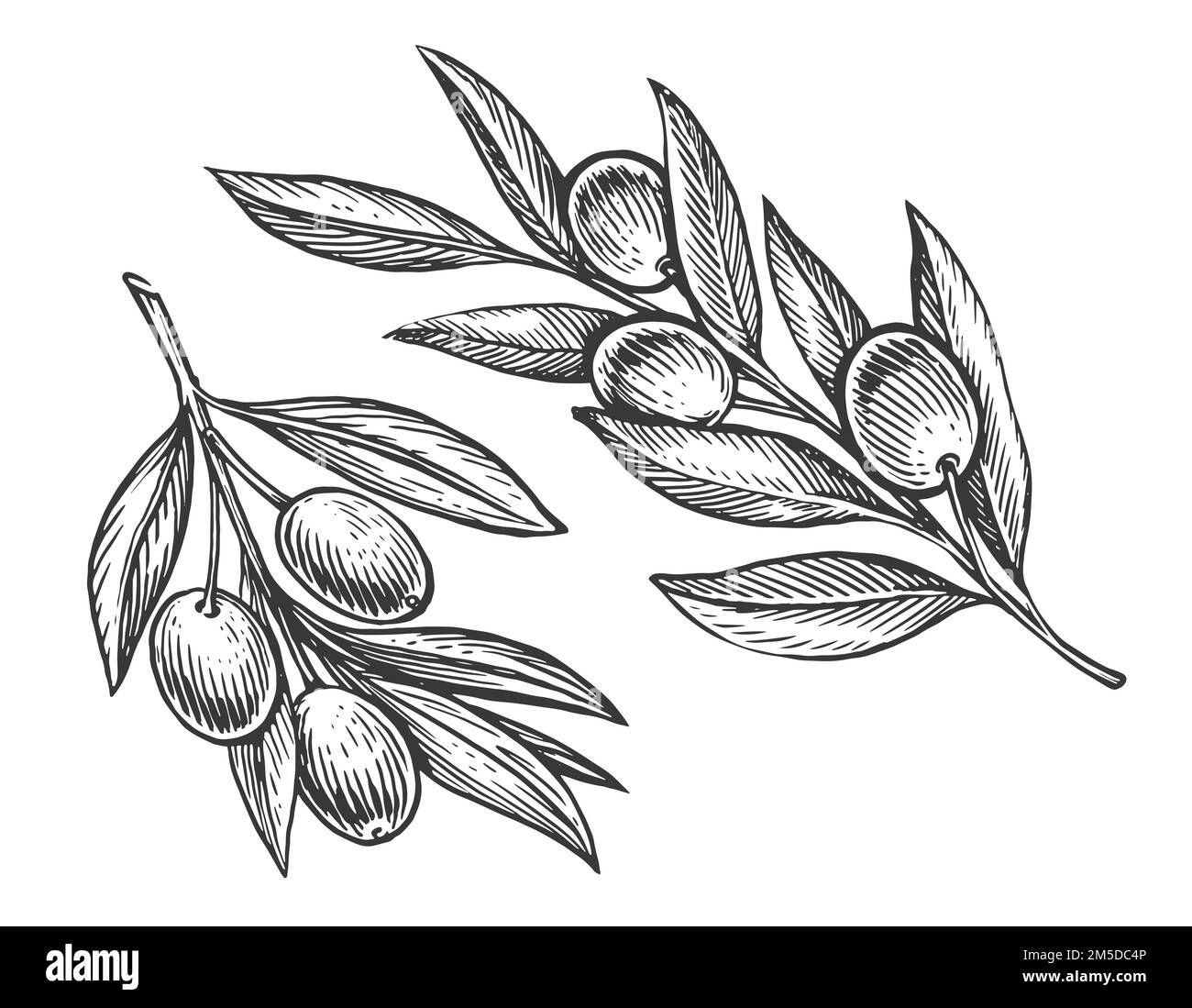 Branche d'olivier avec feuilles et olives. Nourriture de ferme naturelle bio extra vierge et saine. Croquis vintage gravé Banque D'Images