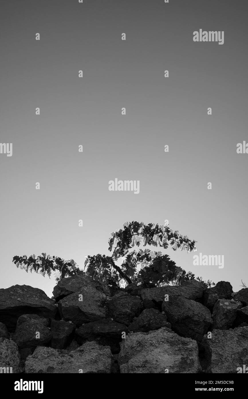Les vignes rétroéclairées poussent sur un mur en pierre volcanique contre un ciel bleu clair à Cruz de Tea, Granadilla de Abona, Tenerife, Iles Canaries, Espagne Banque D'Images