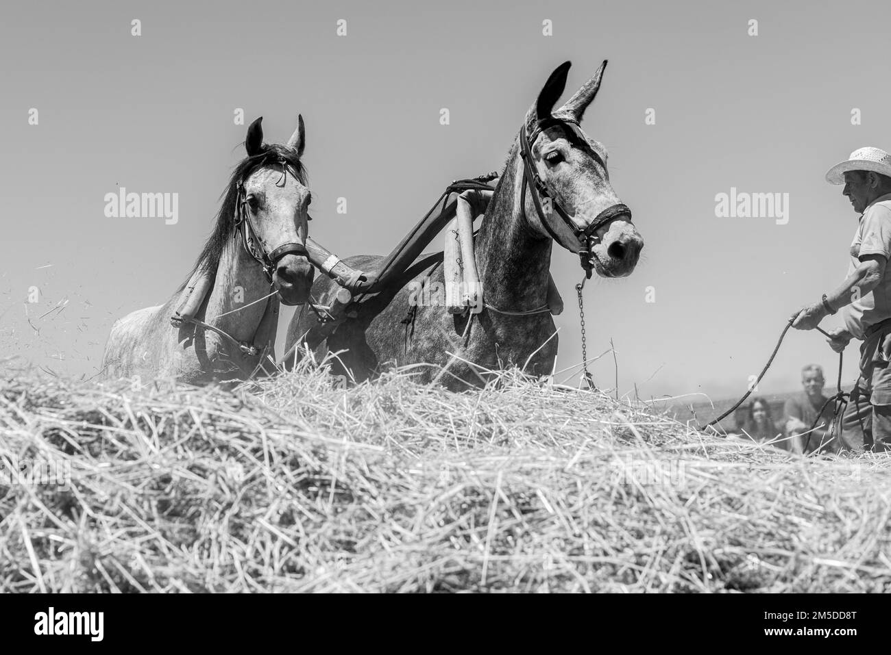 En utilisant des chevaux et des mules pour battre le maïs à l'époque, un cercle battant au jour du battage, Dia de la trilla à l'Ecomuseo à San Jose de Los Llan Banque D'Images En utilisant des chevaux et des mules pour battre le maïs à l'époque, un cercle battant au jour du battage, Dia de la trilla à l'Ecomuseo à San Jose de Los Llan Banque D'Images
