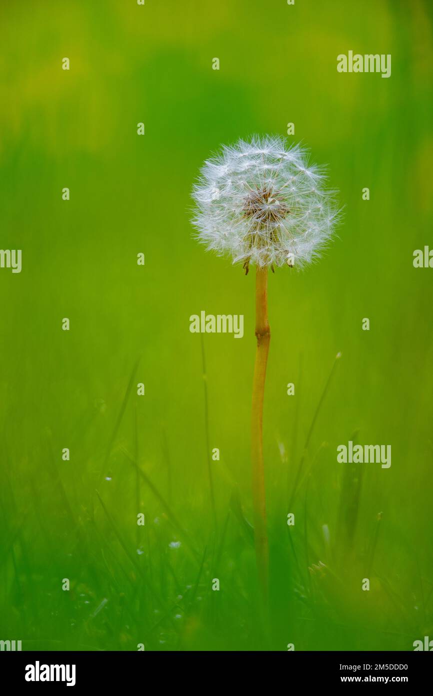 Pissenlit (Taraxacum officinale), tête de semence, parmi les graminées, West Midlands, Angleterre Banque D'Images
