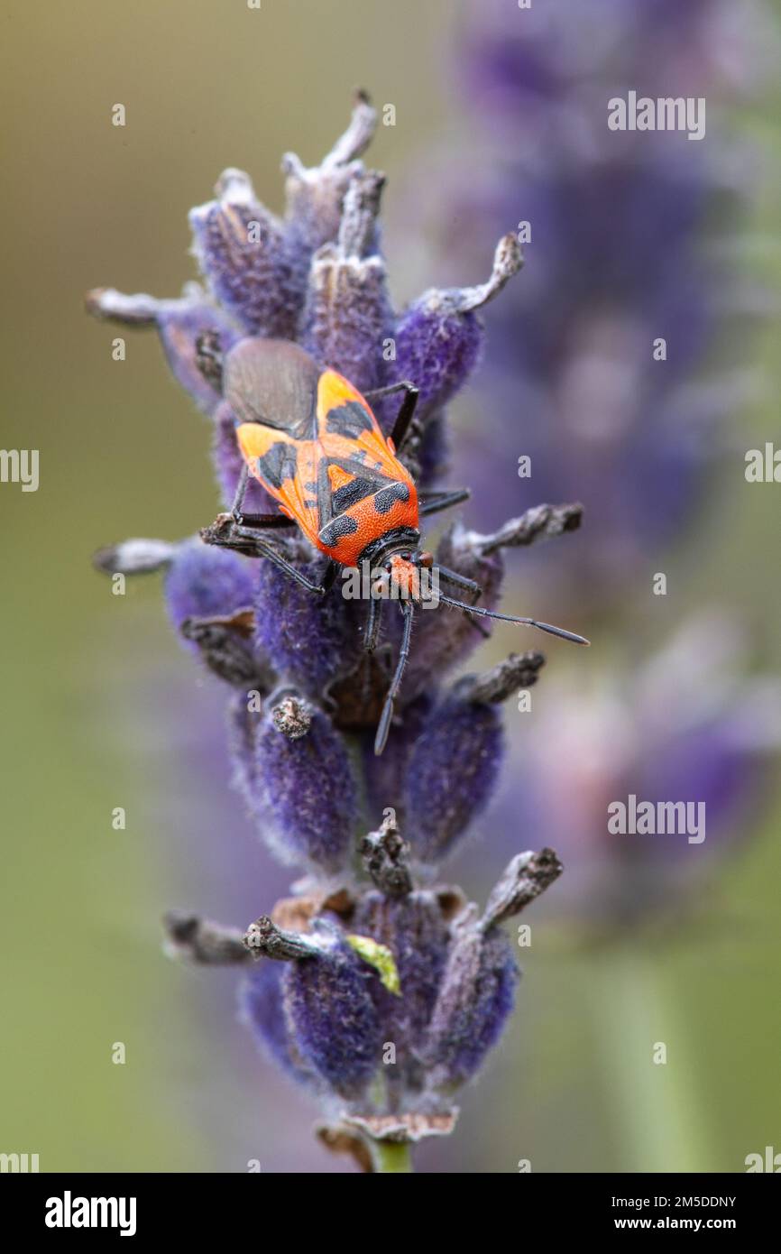 Bug de squash noir et rouge / Bug de cannelle (sous-titres de Corizus hyoscyami. Nigridorsu) se nourrissant de la tête de fleur de lavande en décomposition dans le jardin, West Midlands, août. Banque D'Images