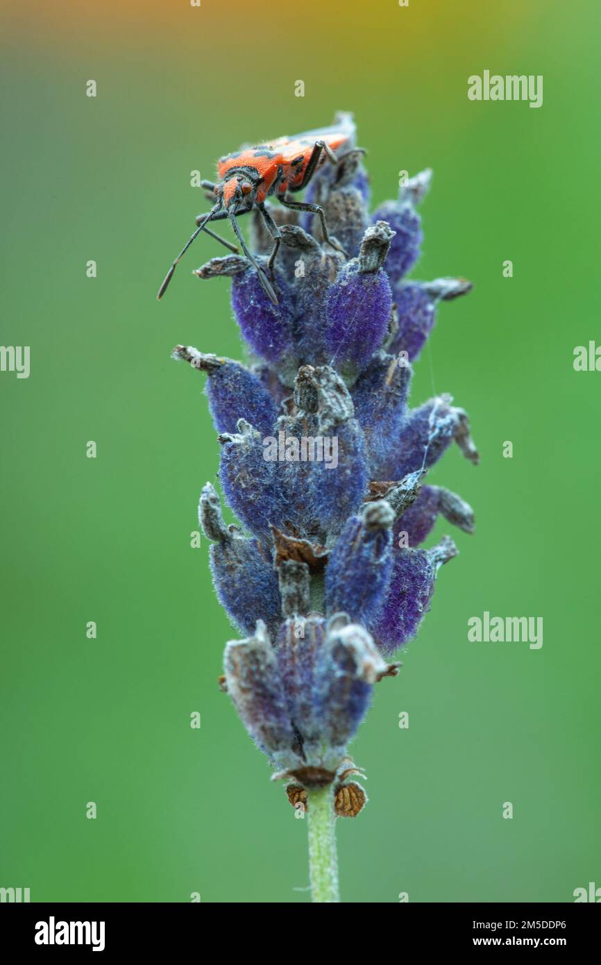 Bug de squash noir et rouge / Bug de cannelle (sous-titres de Corizus hyoscyami. Nigridorsu) se nourrissant de la tête de fleur de lavande en décomposition dans le jardin, West Midlands, août. Banque D'Images
