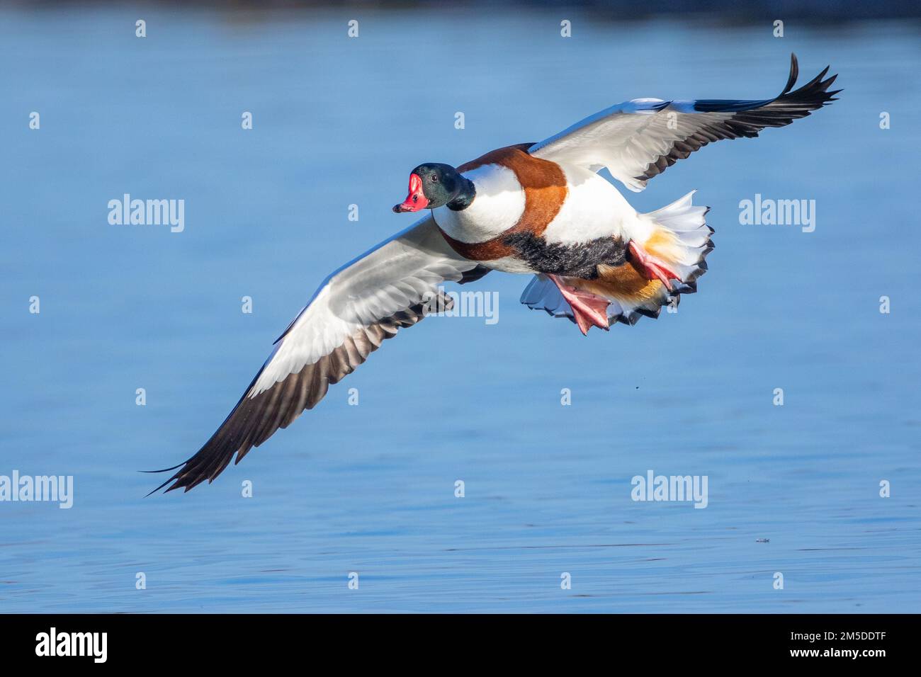 Common Shelduck, (Tadorna tadorna), homme adulte, en vol au-dessus de l'eau, WWT Slimbridge, Gloucestershire, Angleterre, décembre. Banque D'Images