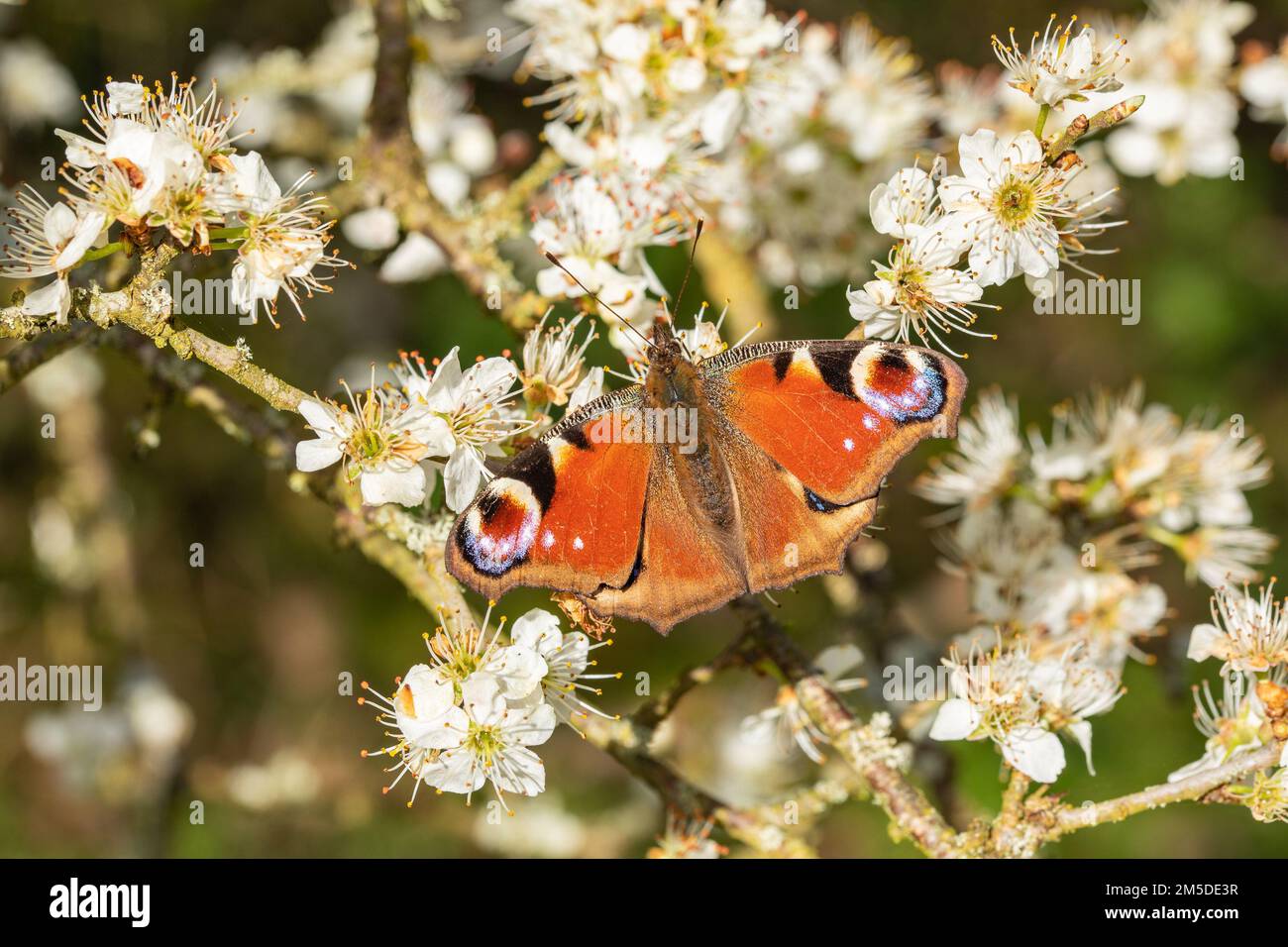 Peacock Butterfly, (Aglais io), adulte, se prélassant sur la fleur de noir le long du bord de la forêt, (Prunus spinosa) West Midlands, Angleterre, avril. Banque D'Images