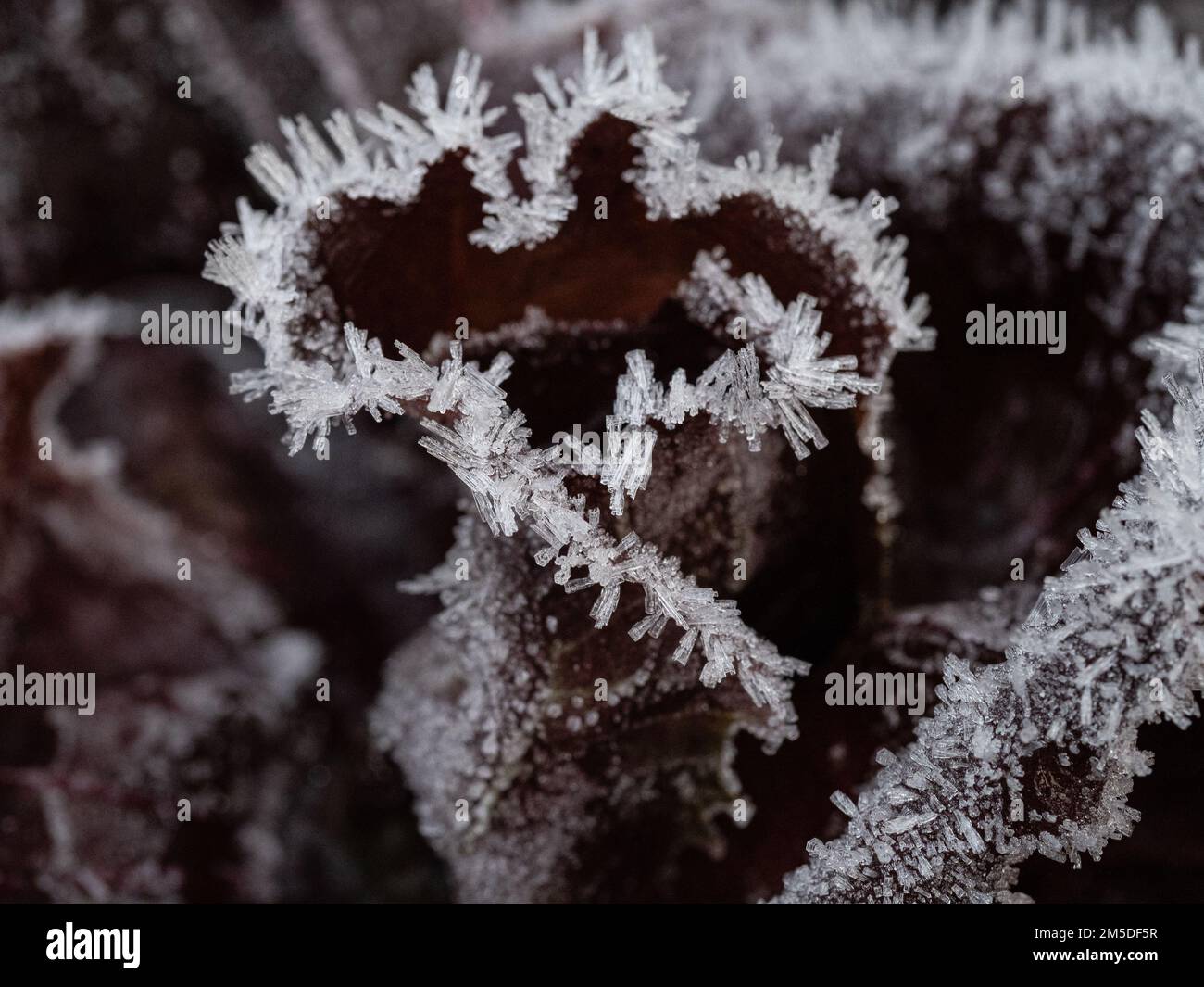 Cristaux de glace le long des bords des feuilles rouge foncé d'un radicchio. Banque D'Images