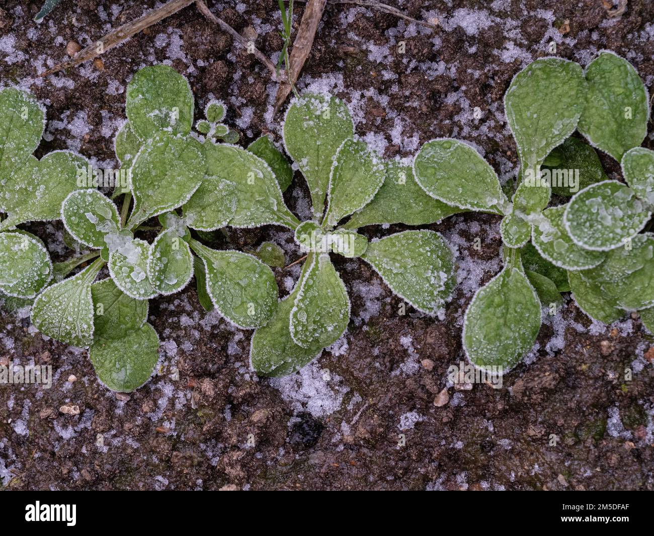Jeunes plantules de salade de maïs ou de lattes de feuilles recouvertes de cristaux de glace après un gel dur. Banque D'Images