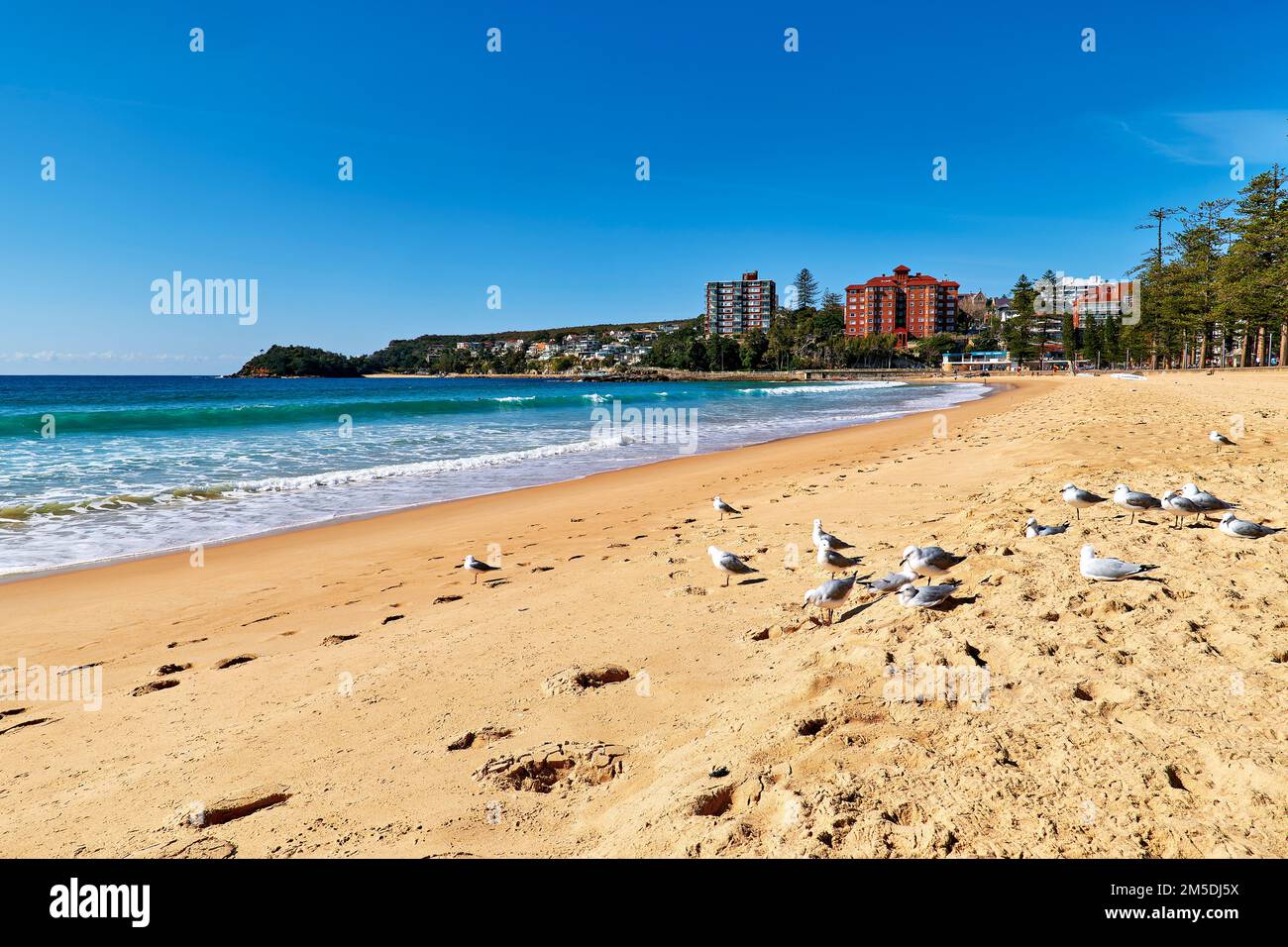 Sydney. Nouvelle-Galles du Sud. Australie. Manly Shelly Beach Banque D'Images