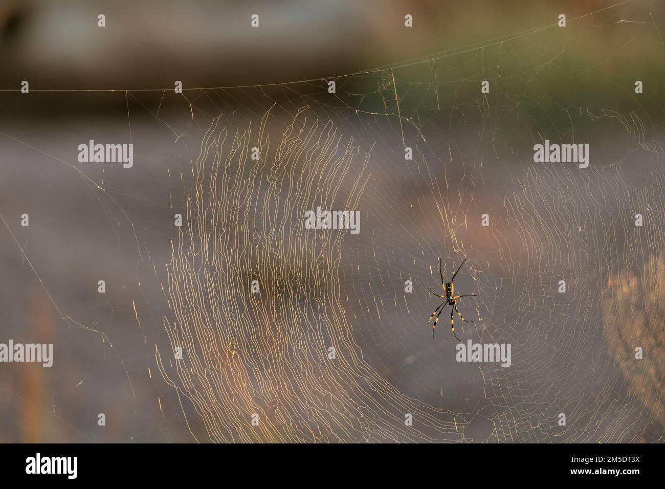 Spider in Web, réserve naturelle privée de Timbavati, Parc national Kruger, Afrique du Sud Banque D'Images
