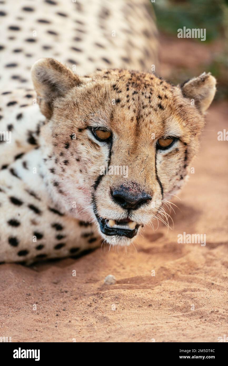 Cheetah, Marataba, Parc national de Marakele, Afrique du Sud Banque D'Images