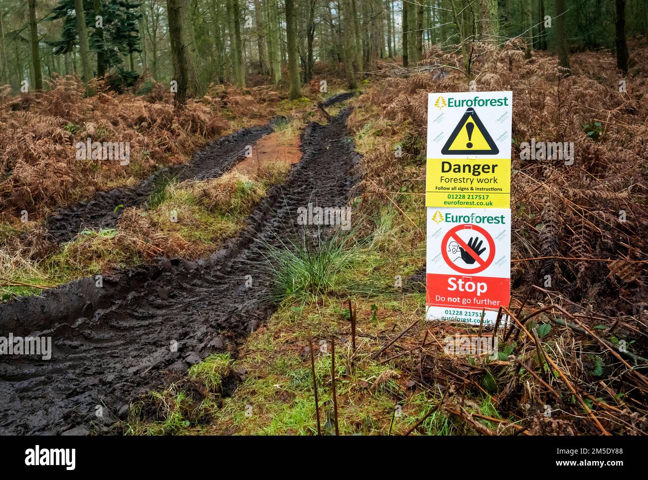 La bande de roulement boueuse d'une machine forestière à Beacon Wood, Penrith, Royaume-Uni, décembre 2022 Banque D'Images