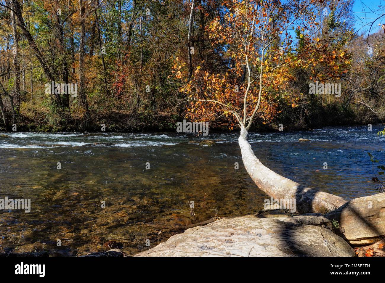 Un arbre semble sortir d'un rocher qui s'étend au-dessus de la rivière Watauga dans cette scène d'automne au parc national de Sycamore Shoals à Elizabethton, Tennessee, États-Unis Banque D'Images