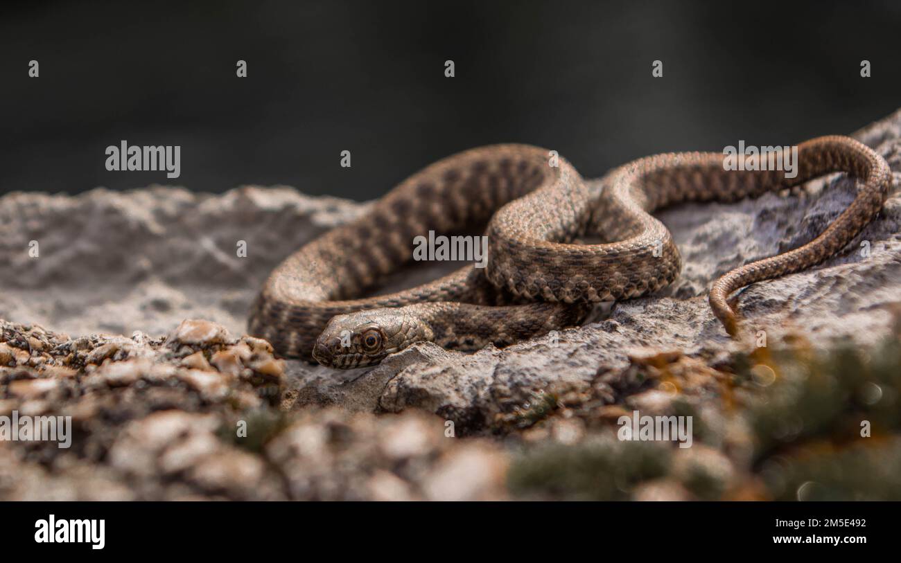 Dés serpent au bord de la rivière, Natrix Tessellata Banque D'Images