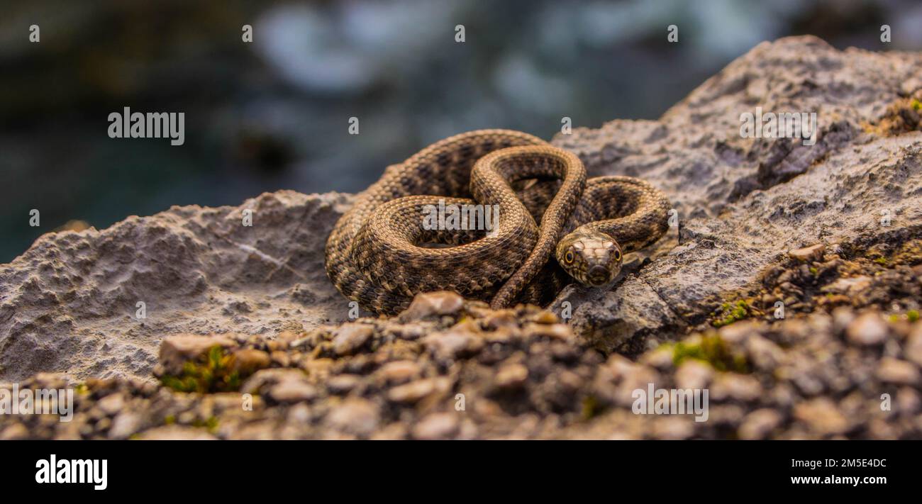 Dés serpent au bord de la rivière, Natrix Tessellata Banque D'Images