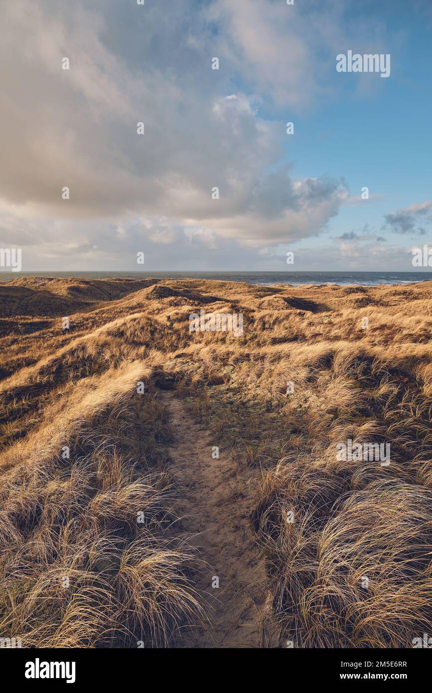 Dunes à large gazon au Danemark en hiver. Photo de haute qualité Banque D'Images