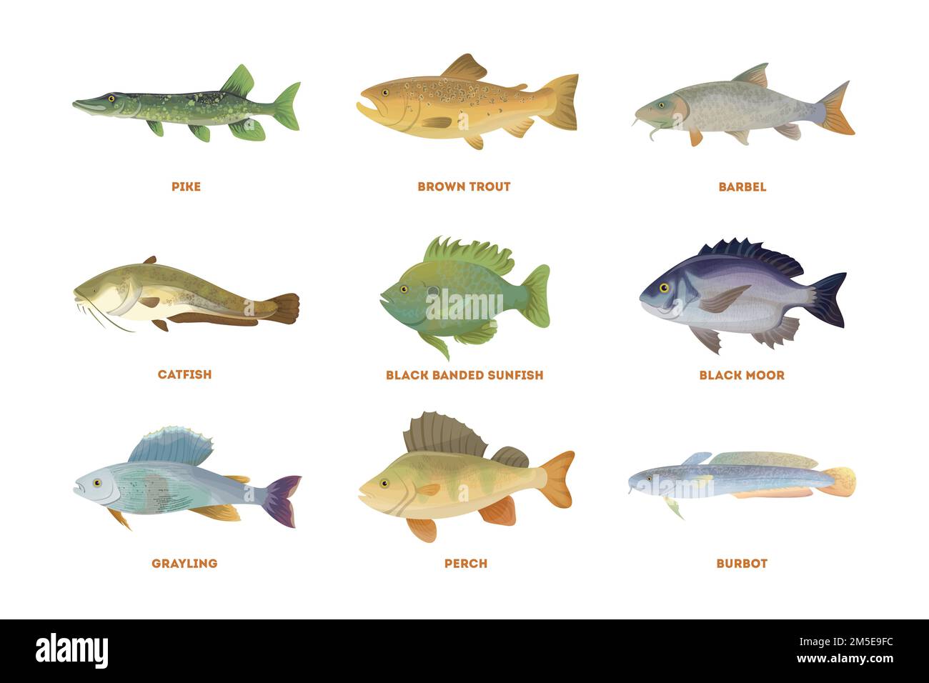 Ensemble de poissons de rivière. Poisson isolé sur fond blanc. Illustration de Vecteur