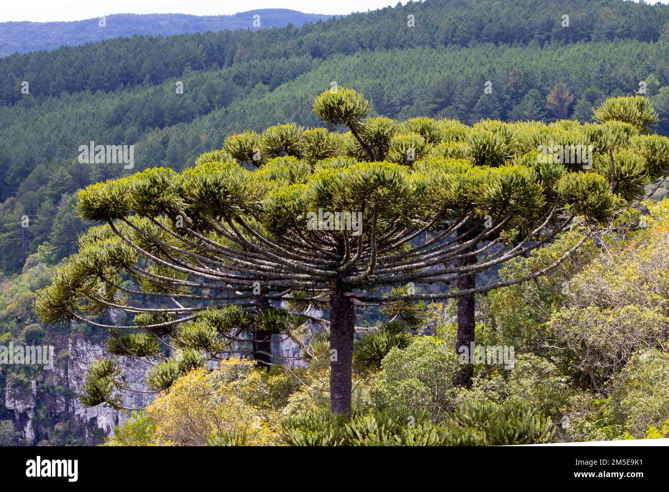 Forêt d'Araucaria - forêt pluviale mixte Banque D'Images