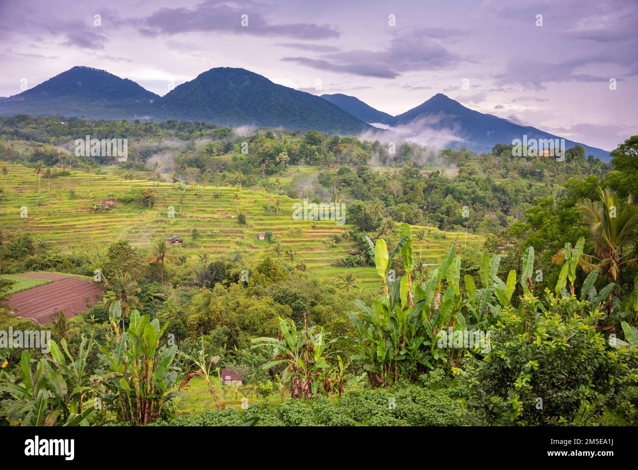 Terrasses de riz vert à Bali, Indonésie. Magnifique paysage naturel Banque D'Images