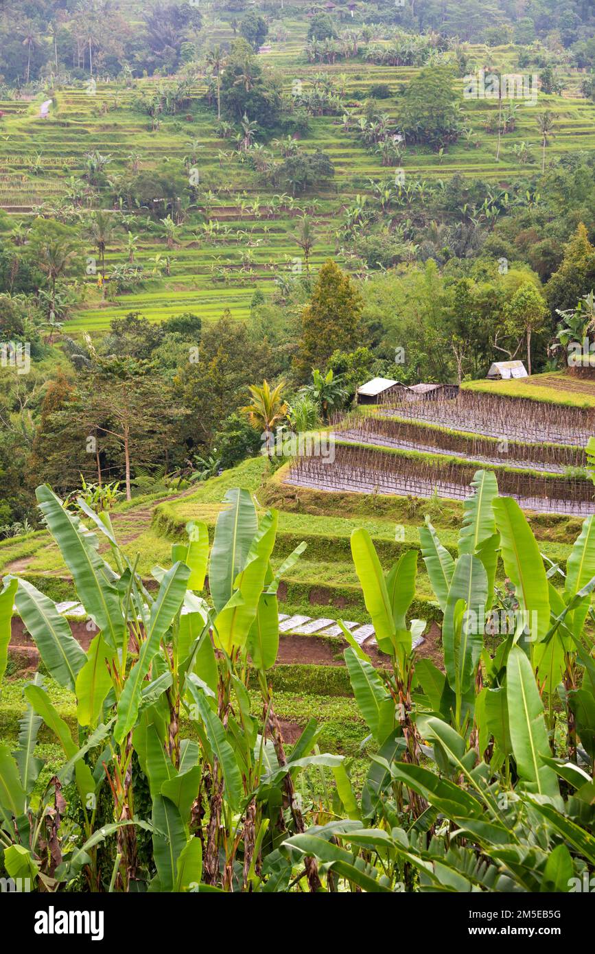 Terrasses de riz vert à Bali, Indonésie. Magnifique paysage naturel Banque D'Images