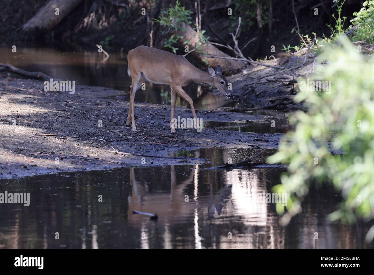 Parc national de Myakka River Floride États-Unis Banque D'Images