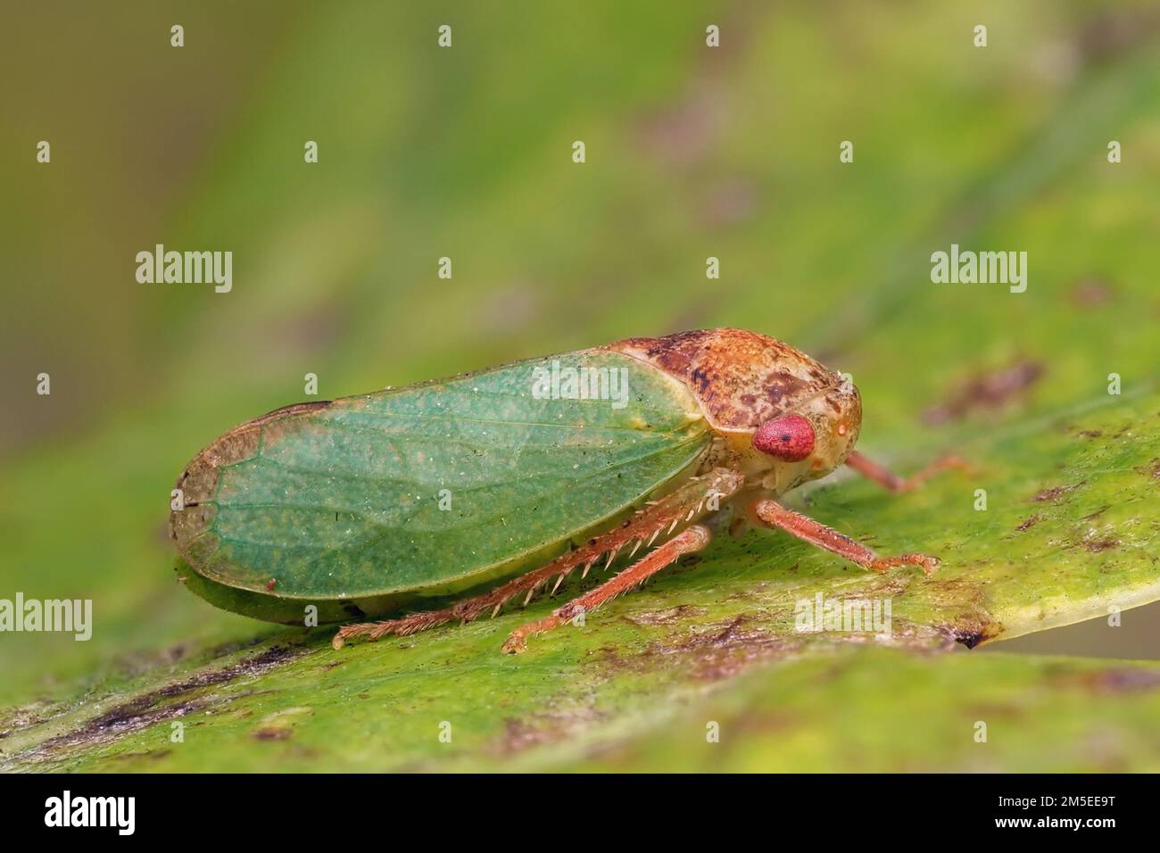 Iassus lanio cicadelle au repos sur la feuille de chêne. Tipperary, Irlande Banque D'Images