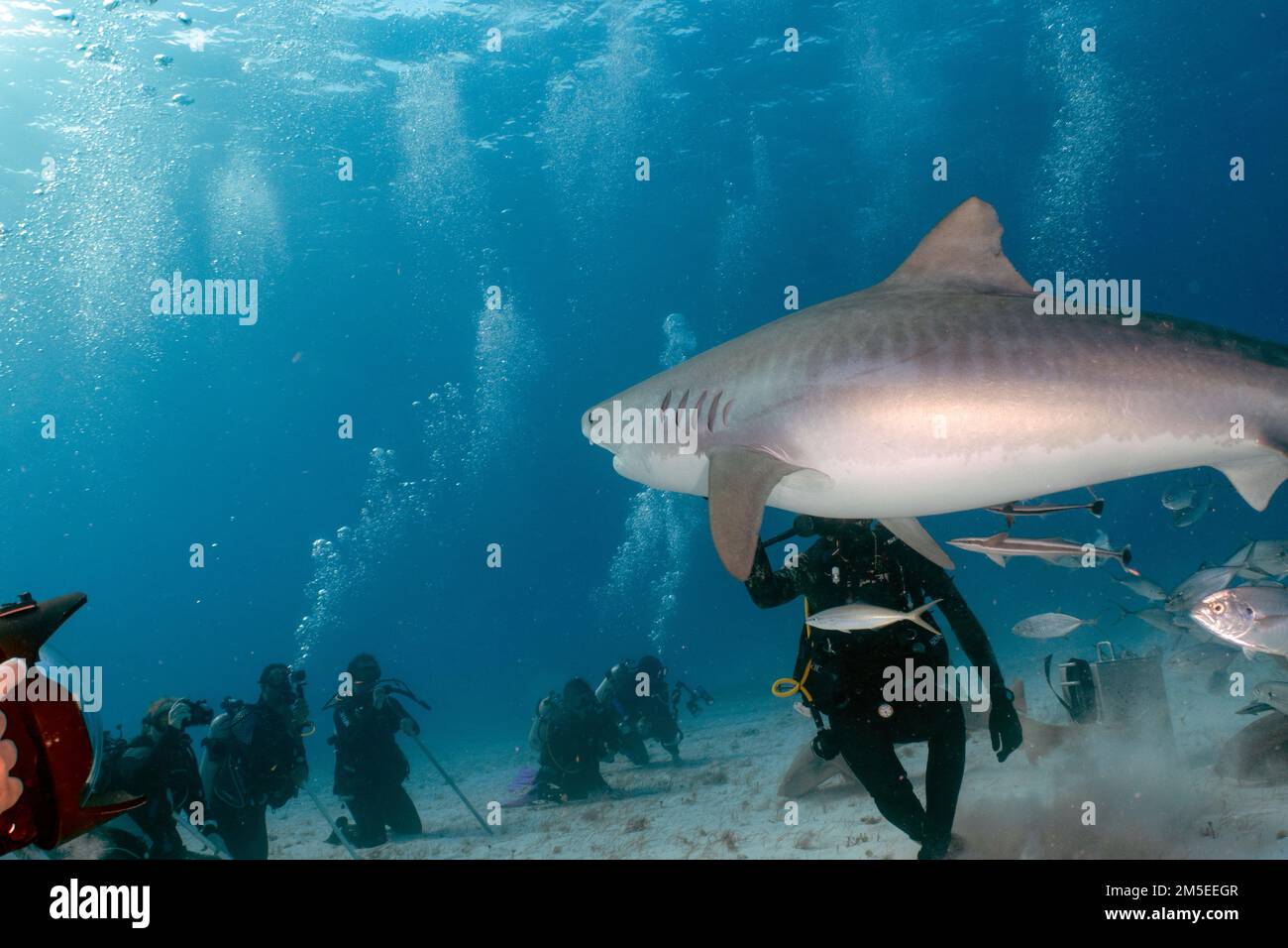 Plongeurs en interaction avec un requin tigre (Galeocerdo cuvier) à Bimini, Bahamas Banque D'Images