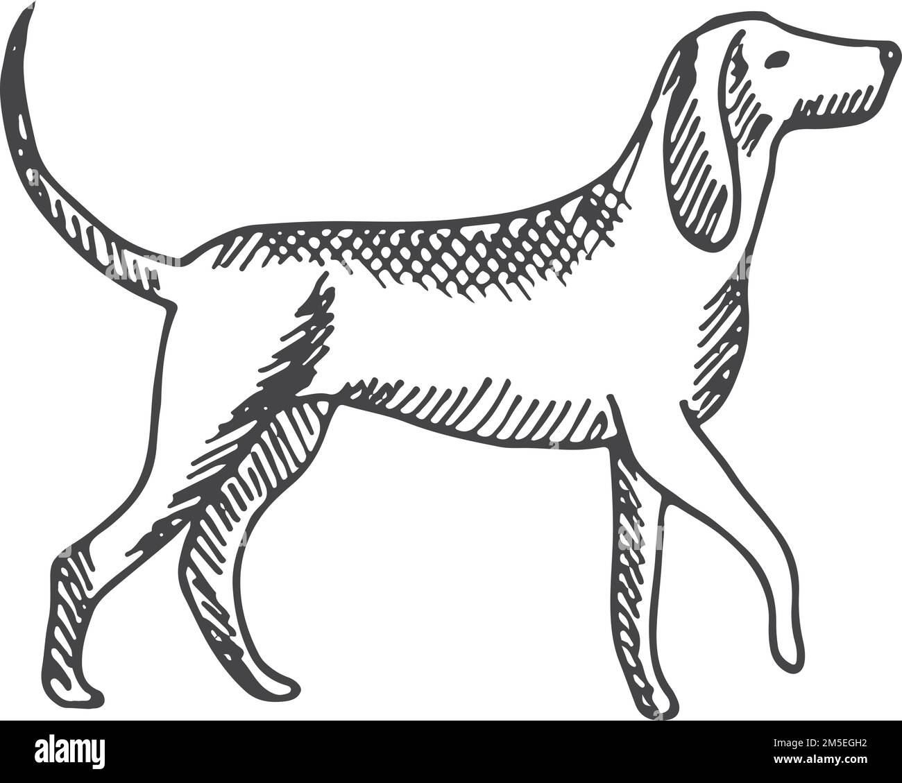Dessin de chien. Animal de compagnie dessiné à la main. Animal de marche Illustration de Vecteur