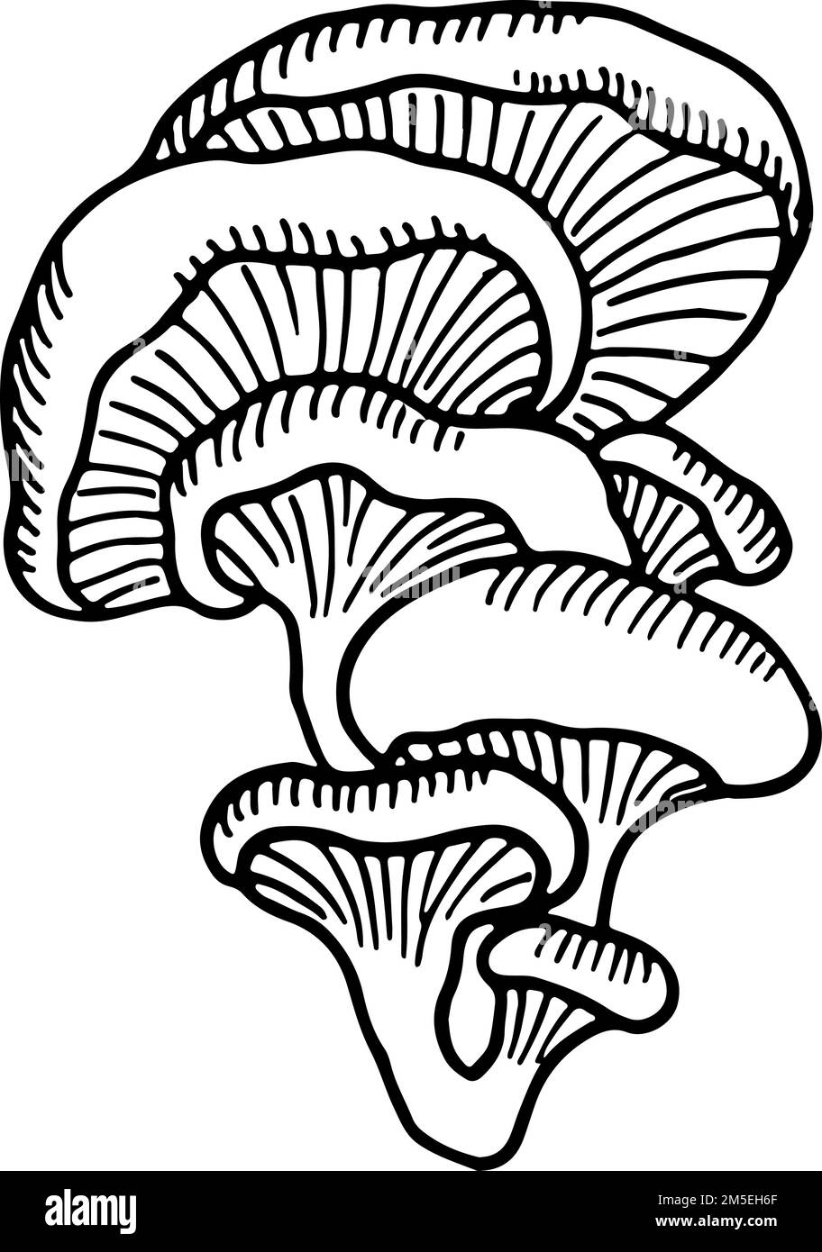 Esquisse de champignon d'huître. Champignon de l'arbre. Icône dessinée à la main Illustration de Vecteur
