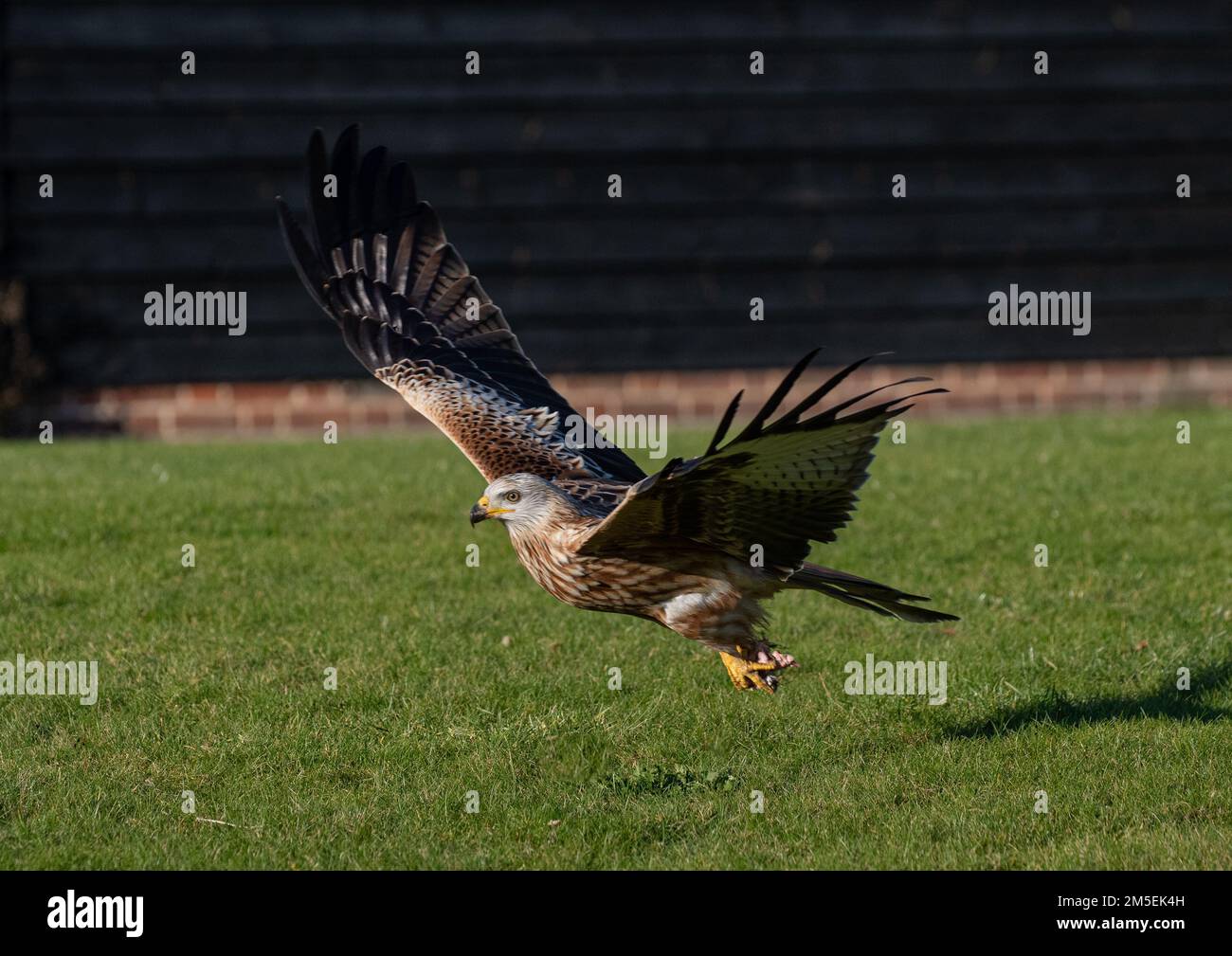 Une photo intime d'un cerf-volant rouge ( Milvus milvus ) en train de décoller .Wings surtendus montrant les couleurs, les plumes et les détails de gros plan.Suffolk, Royaume-Uni. Banque D'Images