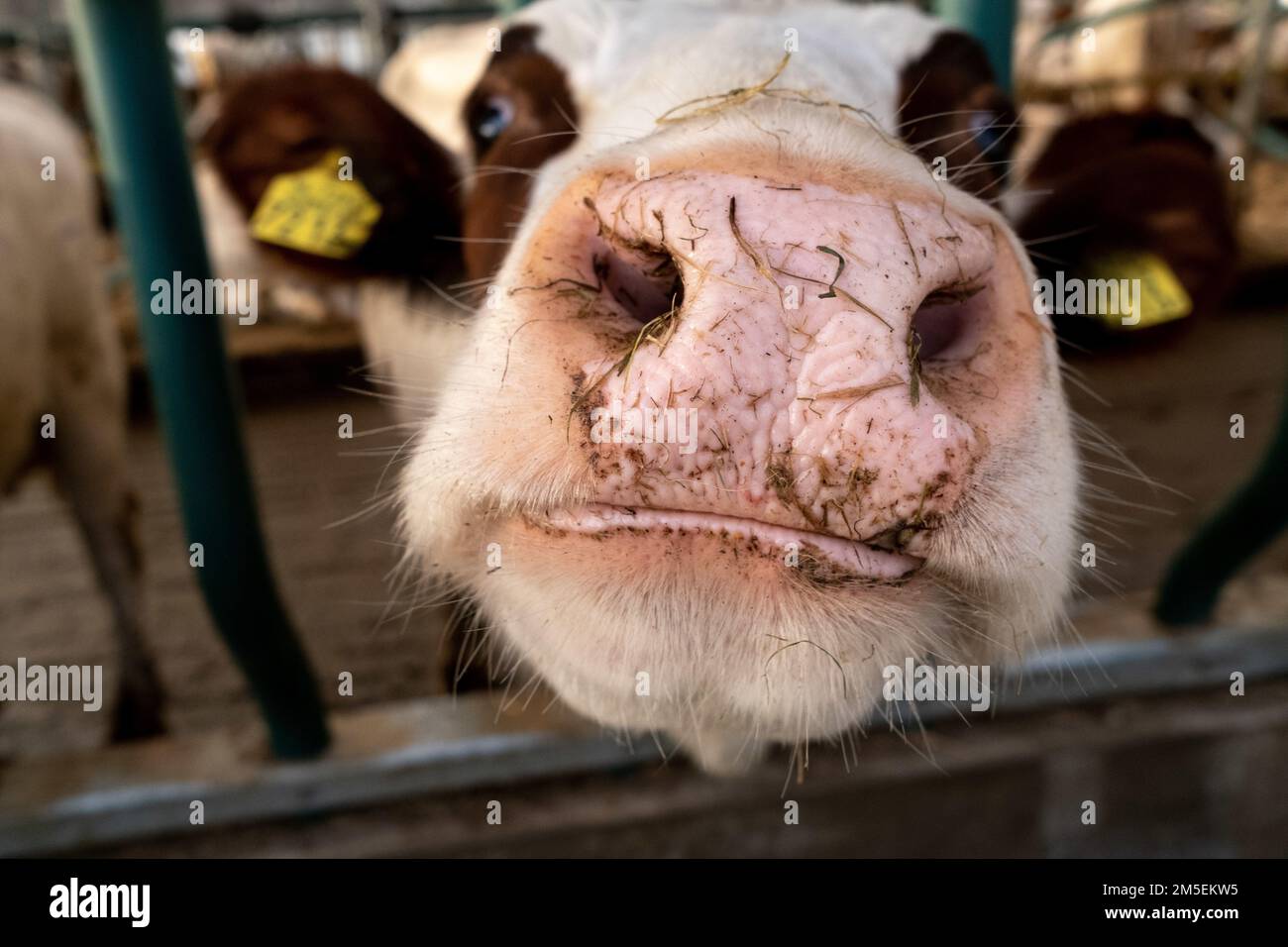 Des vaches laitières sont vues à l'intérieur dans une ferme flottante expérimentale au port de Rotterdam. Système d'adaptation de la production agricole à la hausse des niveaux d'eau. Le projet est déjà exporté dans le monde entier./Groupe Eyepix (Credit image: © Martin Bertrand/eyepix via ZUMA Press Wire) Banque D'Images