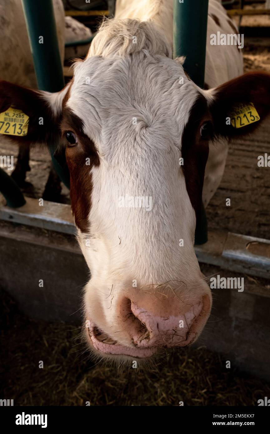 Des vaches laitières sont vues à l'intérieur dans une ferme flottante expérimentale au port de Rotterdam. Système d'adaptation de la production agricole à la hausse des niveaux d'eau. Le projet est déjà exporté dans le monde entier./Groupe Eyepix (Credit image: © Martin Bertrand/eyepix via ZUMA Press Wire) Banque D'Images