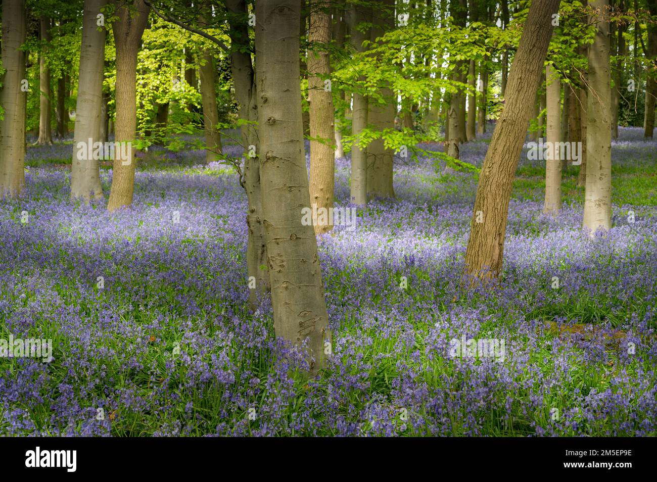 Magnifique bois de bluebell au soleil en Angleterre Banque D'Images