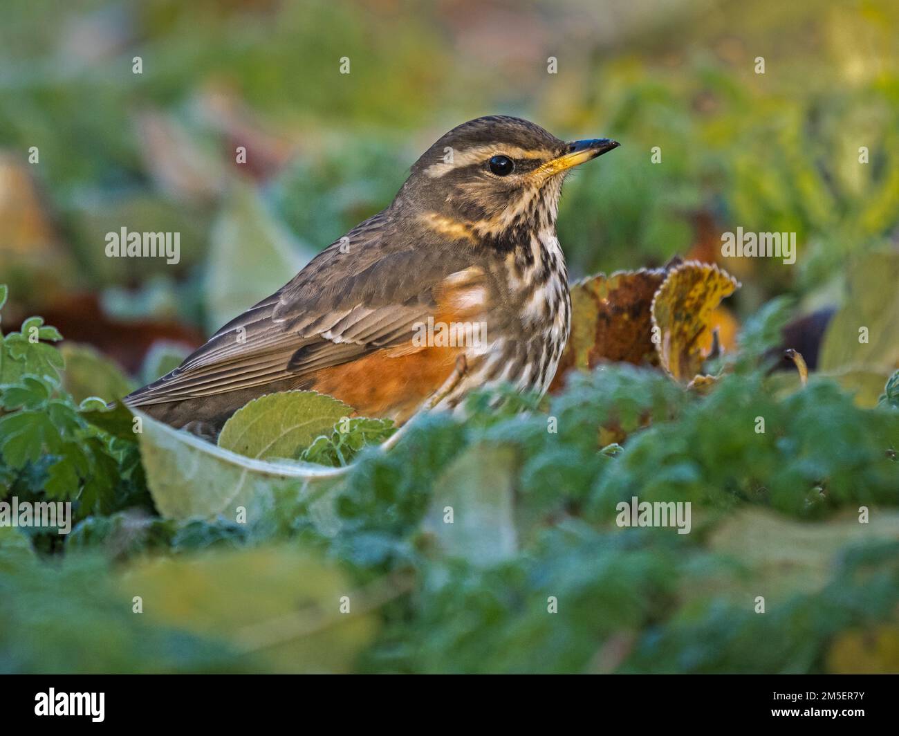 Redwing (Turdus iliacus) se nourrissant au sol dans des conditions glacielles, Cambridgeshire, Angleterre Banque D'Images