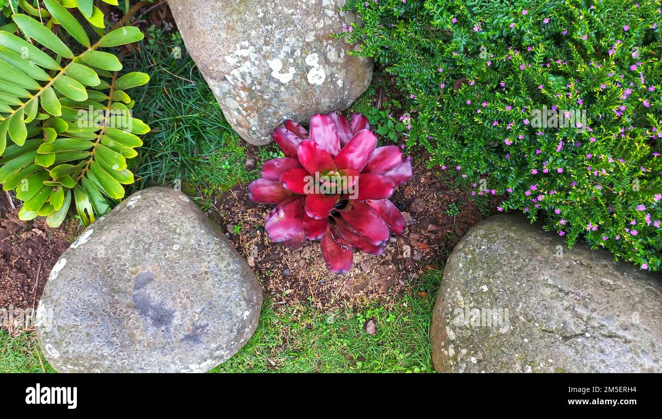 Les broméliades rouges sont des plantes ornementales appartenant à la famille des ananas dans le jardin du parc public Banque D'Images