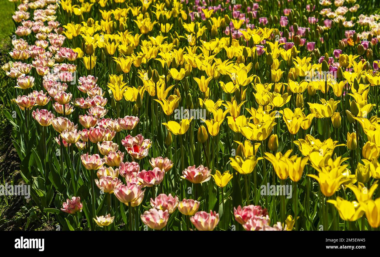 Parc de l'île d'Elagin . Saint-Pétersbourg. Palais d'Elagin. Banque D'Images