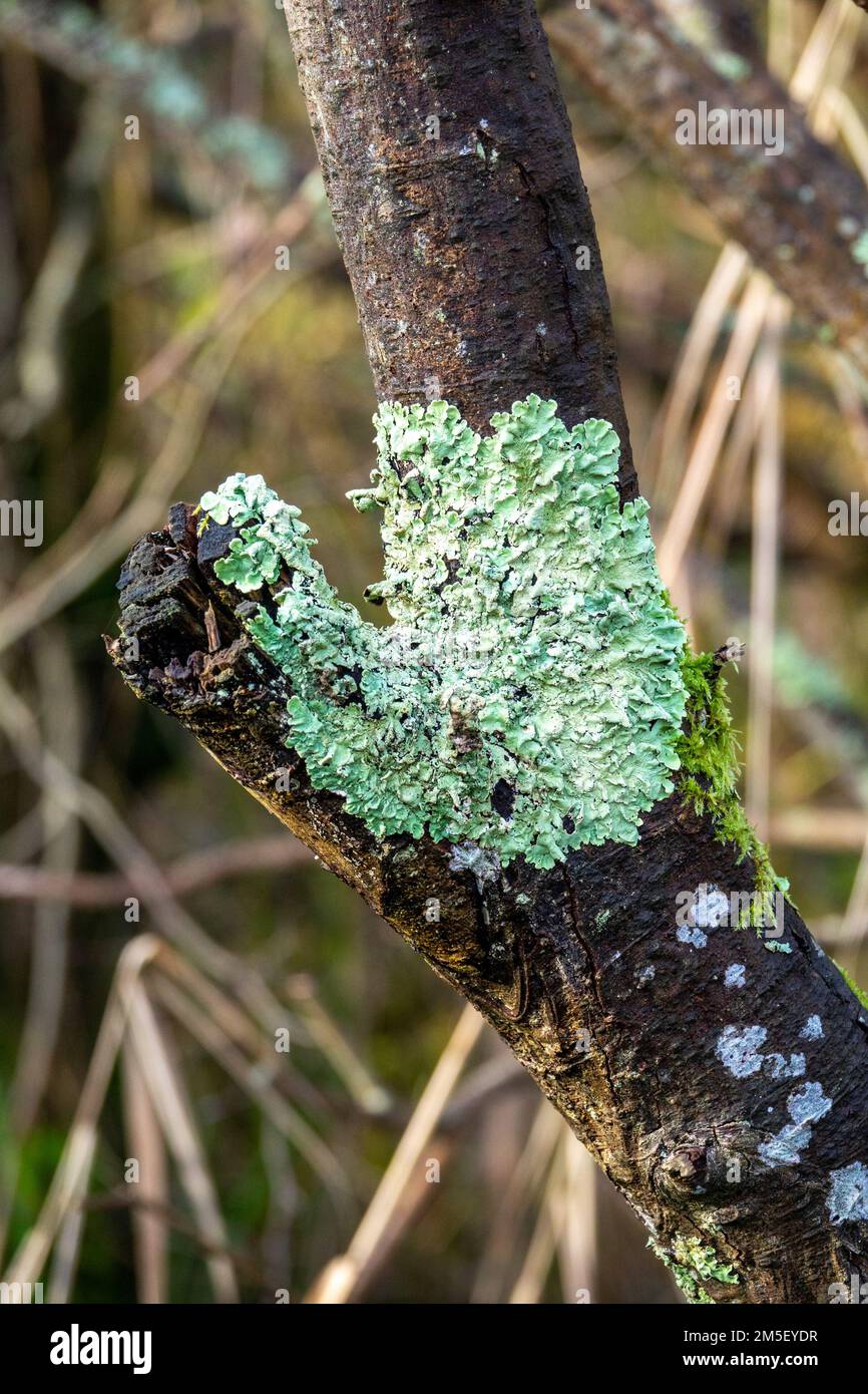 Foliose Lichen Flavopharmelia caperata Banque D'Images
