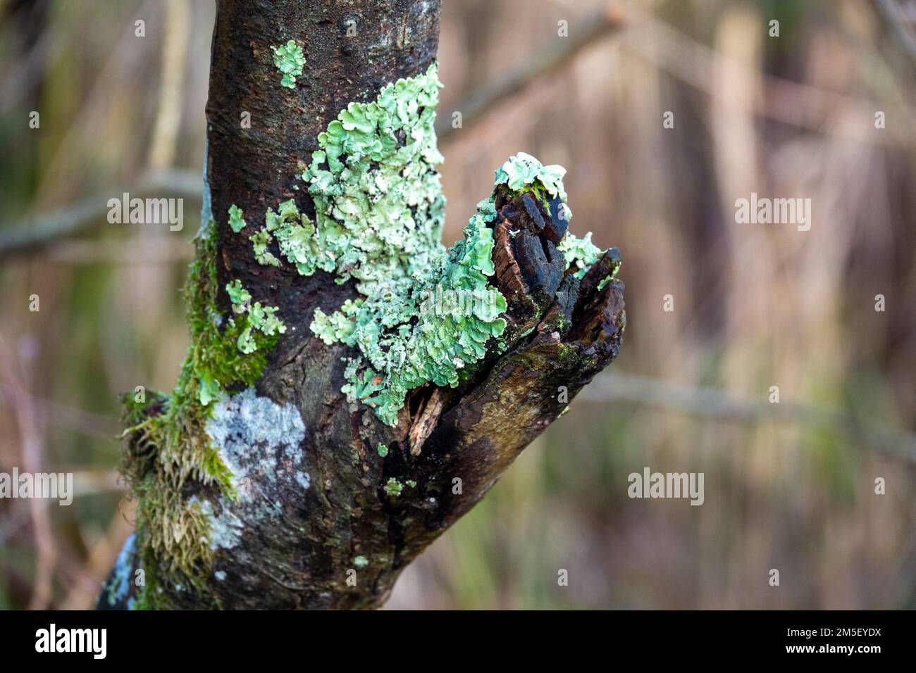 Foliose Lichen Flavopharmelia caperata Banque D'Images