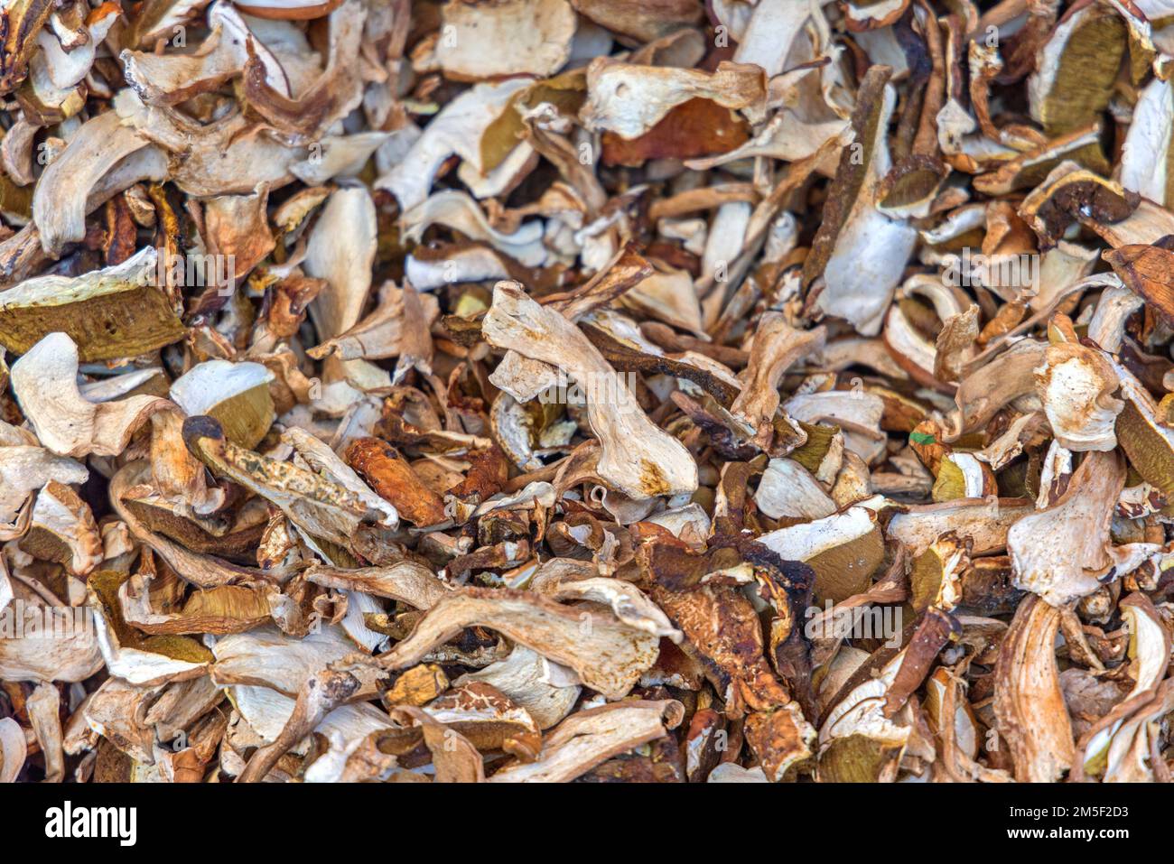 Champignons Porcini Boletus séchés en vrac Banque D'Images