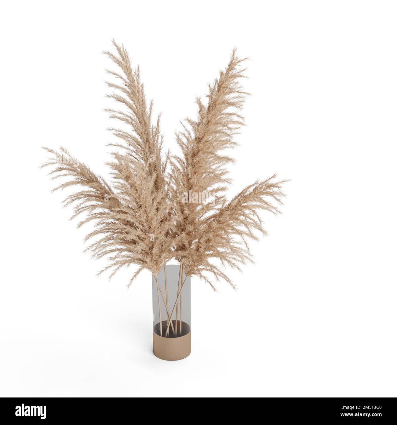 Une herbe de pampas dans un pot de fleur sur fond blanc Photo Stock - Alamy