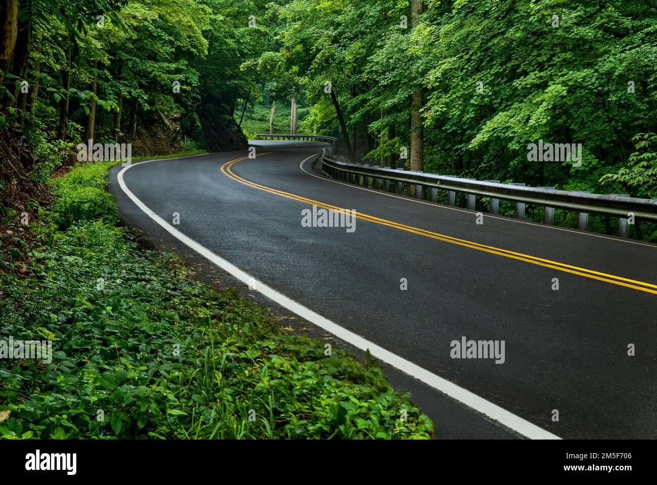 Quand le printemps frappe les Smokies, il semble que la couleur verte vient d'éclater. Ajoutez dans la manière dont la pluie intensifie les couleurs, et wow. Le porte Valley Roa Banque D'Images