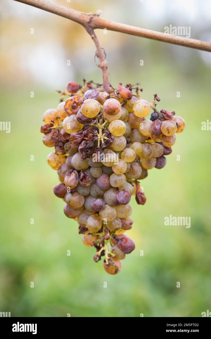 Vin de glace. Raisins de vin pour le vin de glace. Attendre le premier gel avant de récolter les raisins pour le vin dessert le plus doux de la saison. Moins Banque D'Images