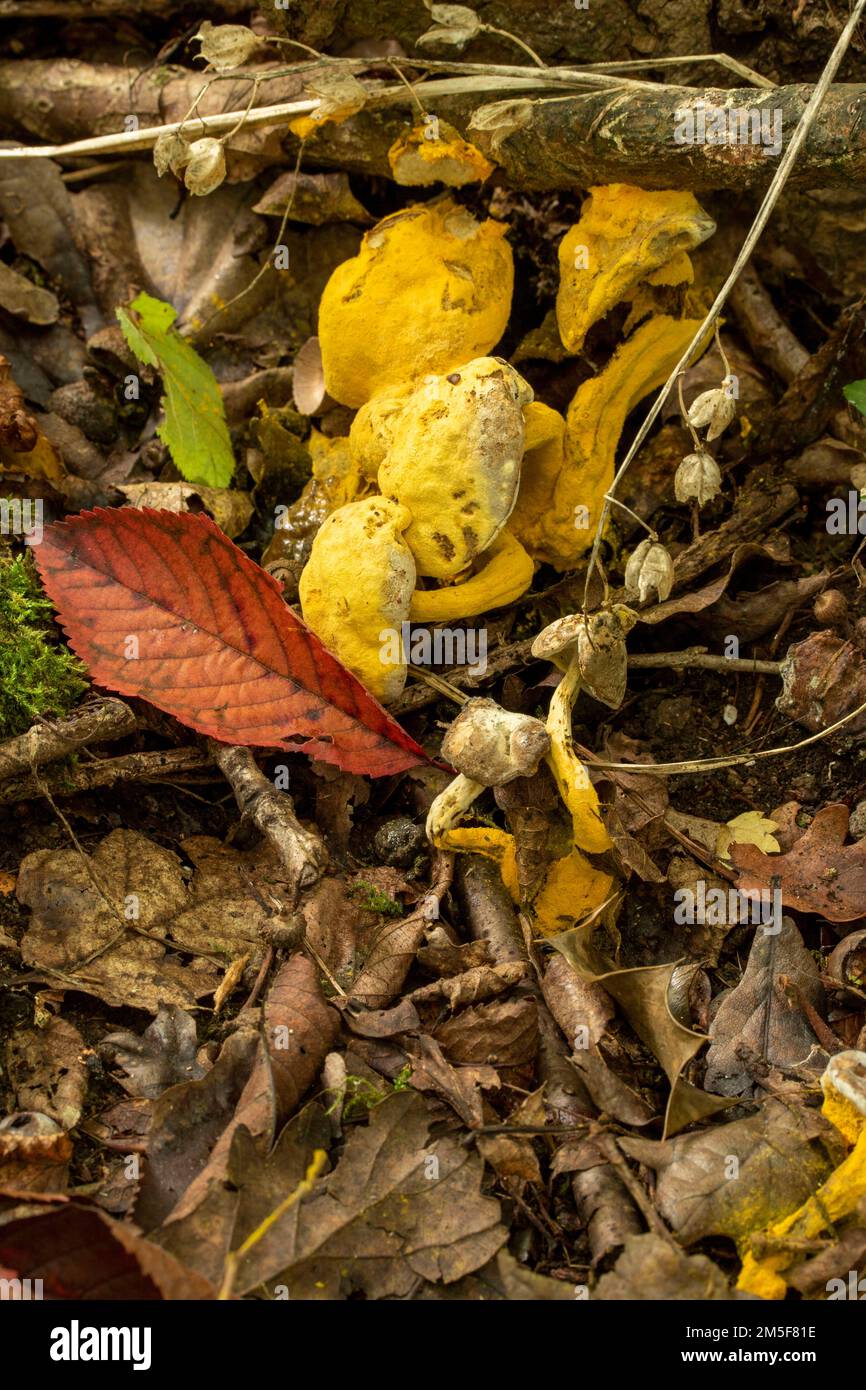 Natures chaos, forêt anglaise intime montrant des motifs et des textures dans l'environnement Banque D'Images