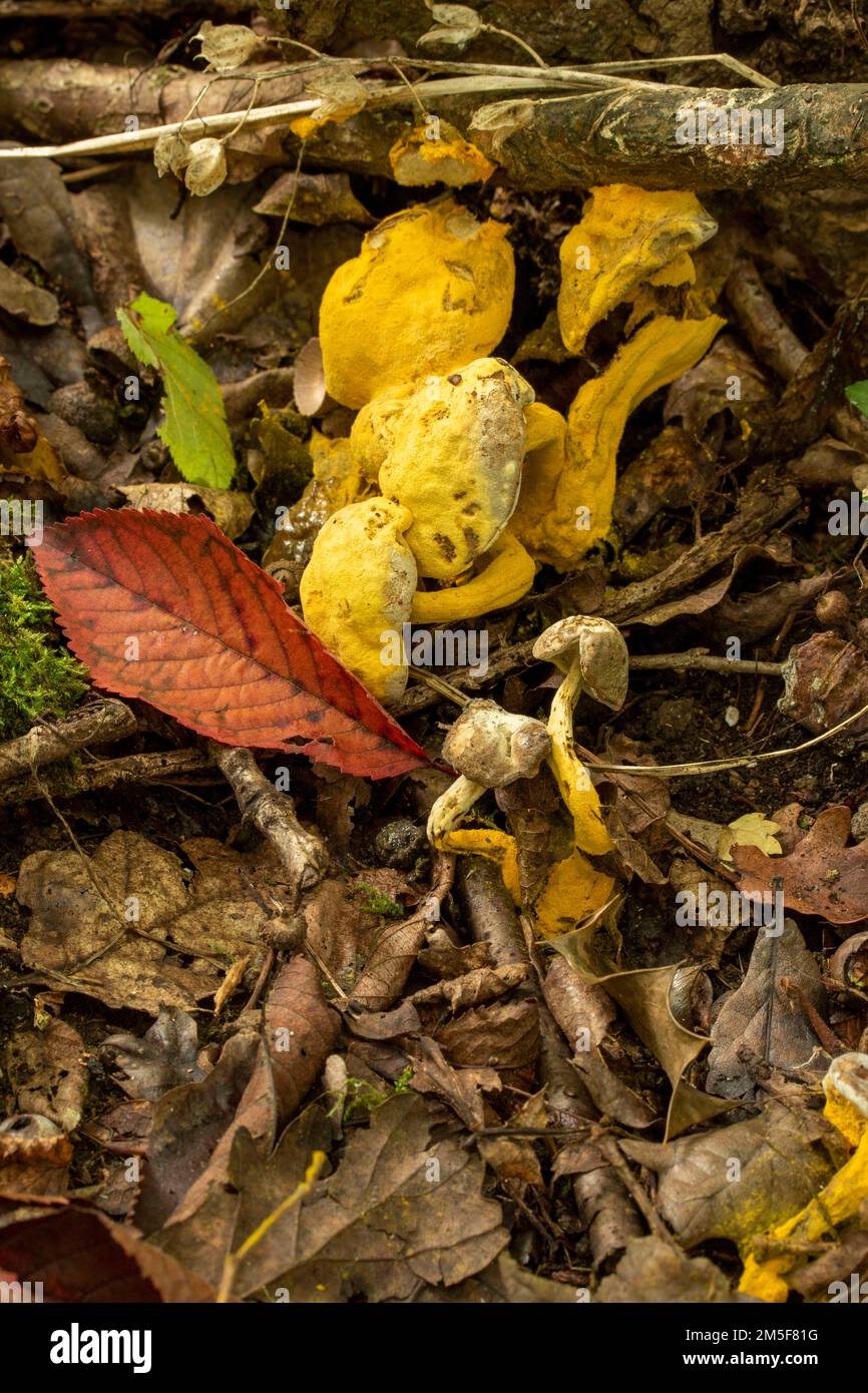 Natures chaos, forêt anglaise intime montrant des motifs et des textures dans l'environnement Banque D'Images