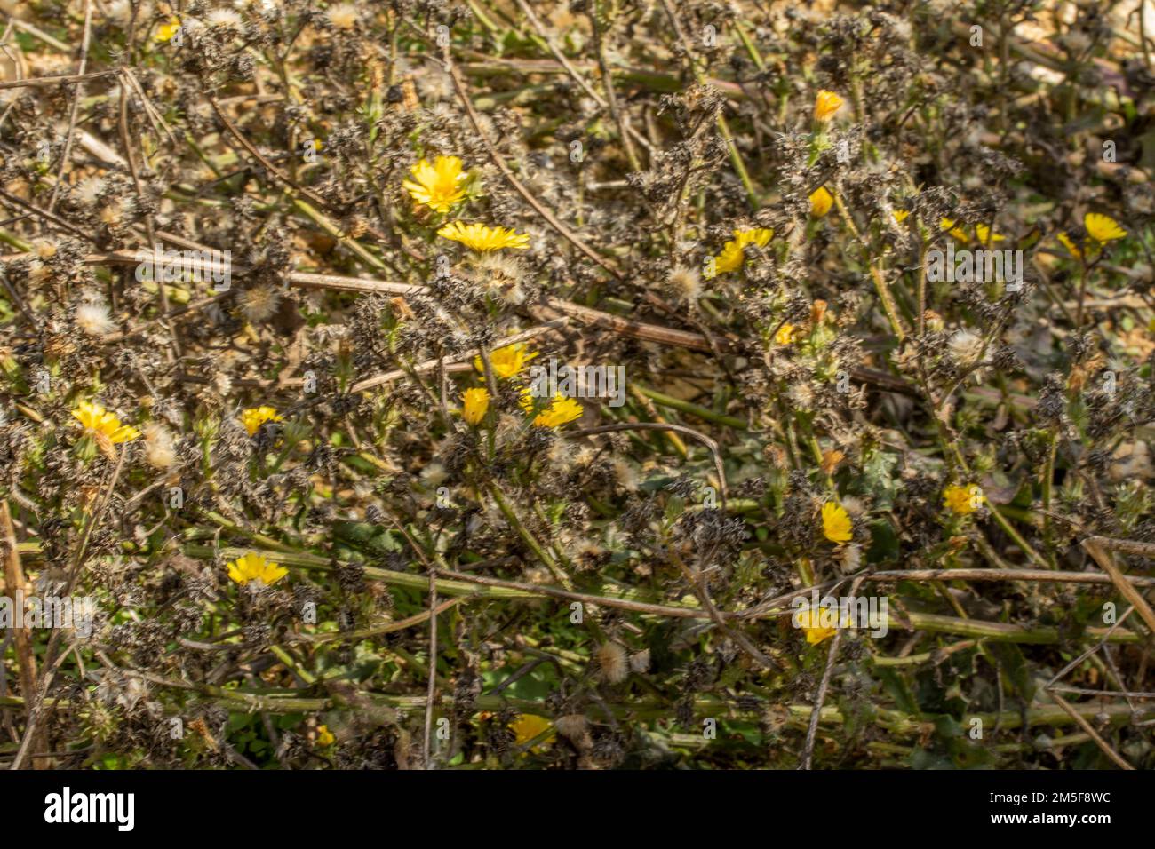 Natures chaos, forêt anglaise intime montrant des motifs et des textures dans l'environnement Banque D'Images