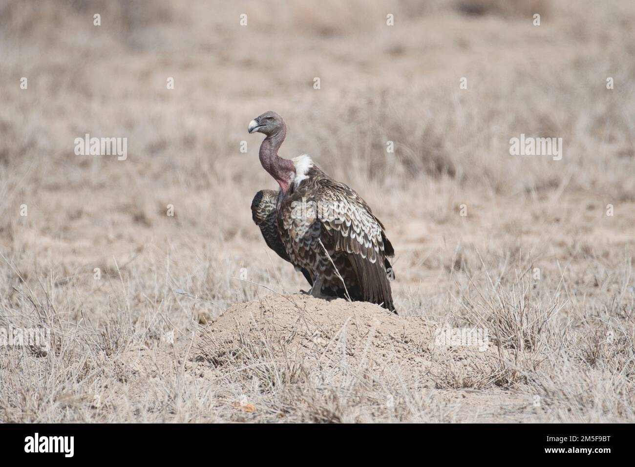 Ruppell's griffon Vautour (Gyps ruppellii), oiseau adulte Banque D'Images