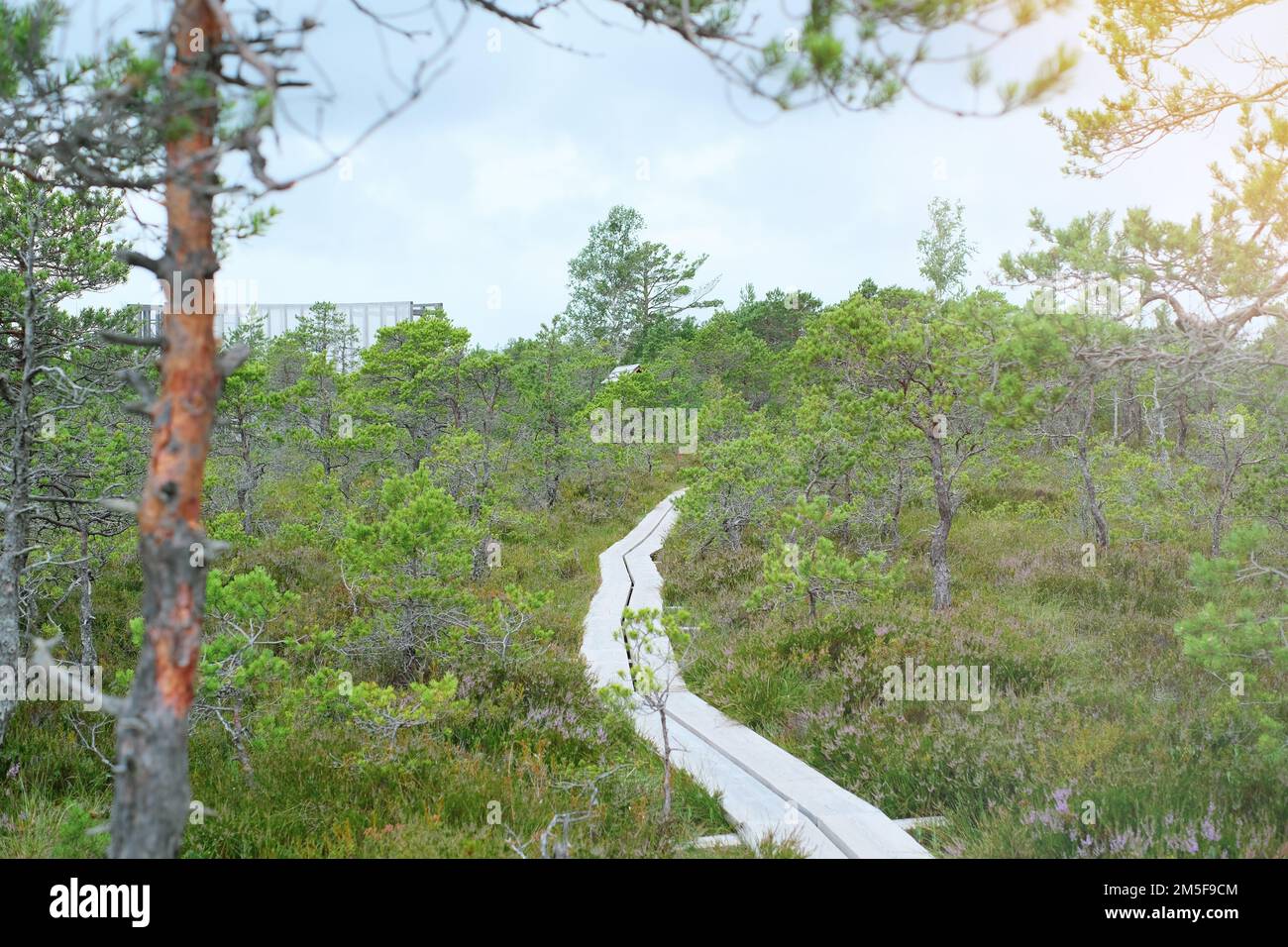 Un chemin en bois dans le parc national en Estonie au milieu de la forêt et tourbière par temps clair Banque D'Images