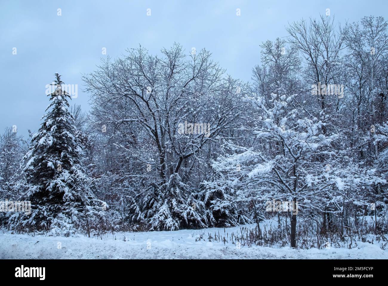 Scène hivernale enneigée pendant l'heure bleue avec de la neige fraîchement tombée sur les arbres lors d'une soirée d'hiver à Taylors Falls, Minnesota, États-Unis. Banque D'Images