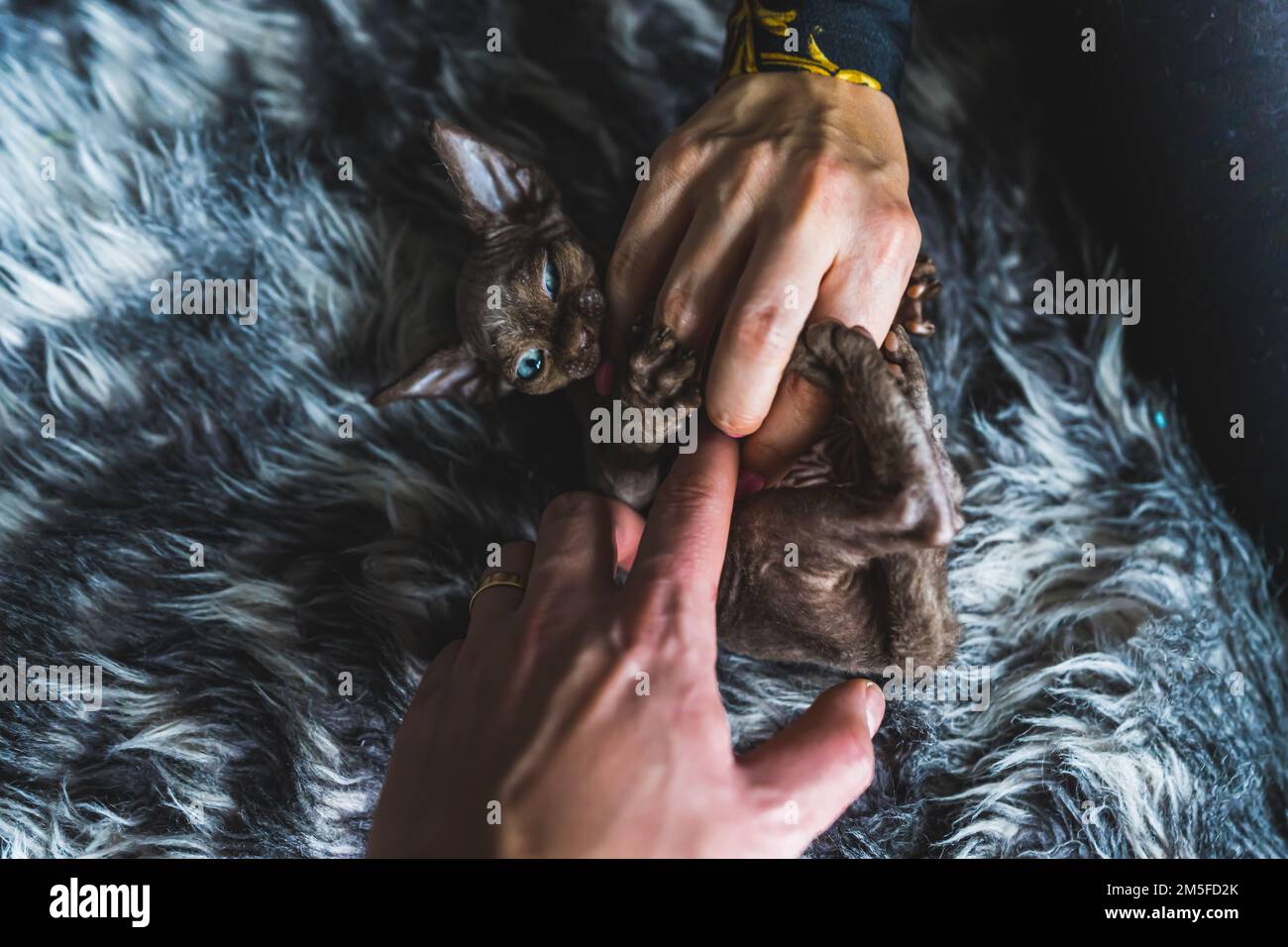 Gros plan de deux mains jouant avec le chaton de Devon Rex. Photo de haute qualité Banque D'Images