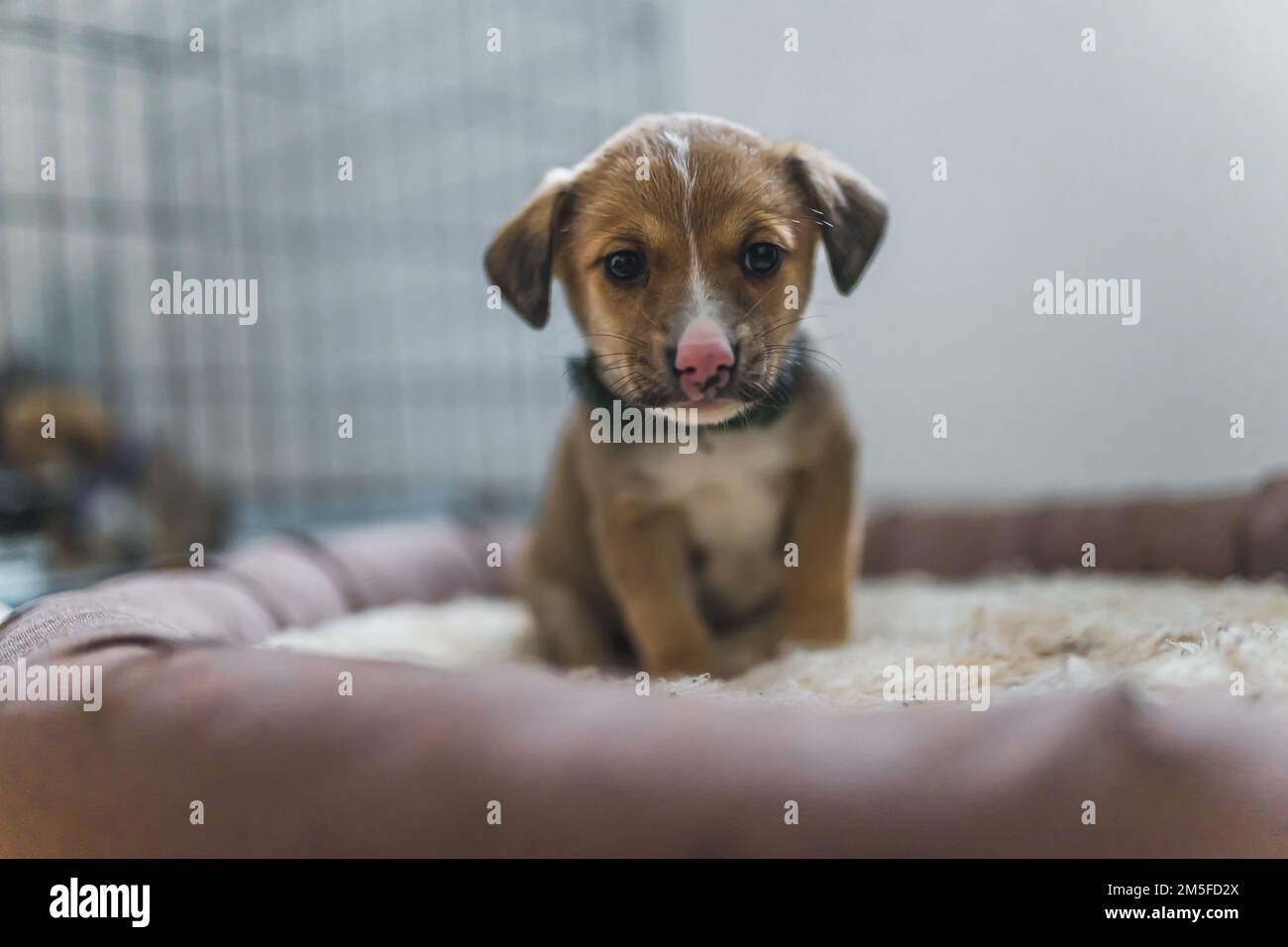 Un petit chiot sauvé dans une maison d'accueil volontaire. Photo de haute qualité Banque D'Images