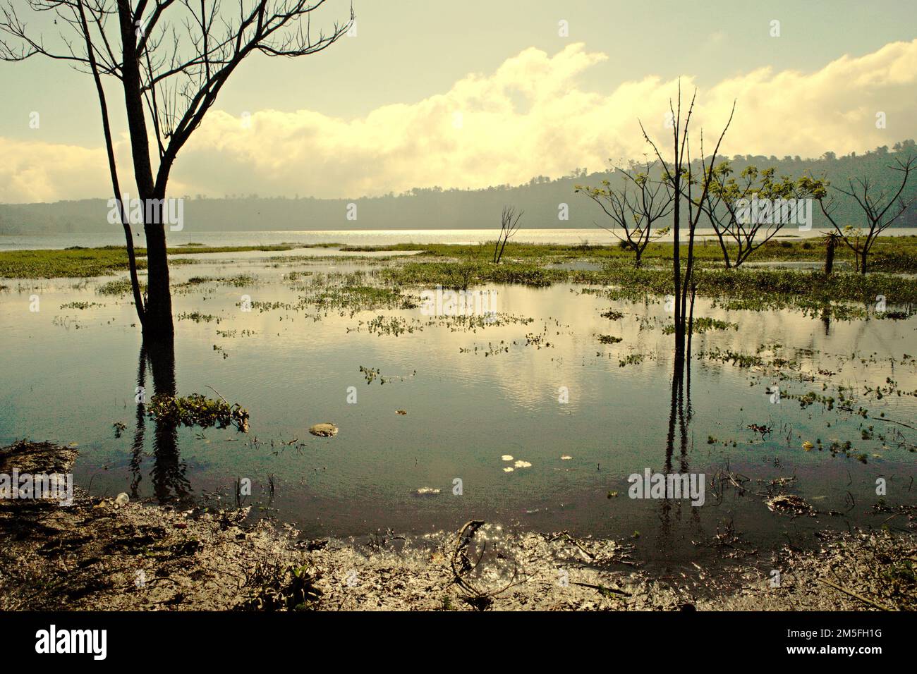 Lac Buyan à Bueleng, Bali, Indonésie. Les dommages causés à l'écosystème forestier ont causé le rétrécissement des lacs Buyan (photo) et Tamblingan qui soutiennent de nombreux villages de la régence de Bueleng, à Bali. Bali, une destination touristique tropicale bien connue, fait maintenant face à une crise de l'eau qui s'aggrave suite au développement du tourisme, à la croissance démographique et à la mauvaise gestion de l'eau, Victoria Milko et Andi Jatmiko, de l'Associated Press, ont rapporté le 13 décembre 2022. Banque D'Images