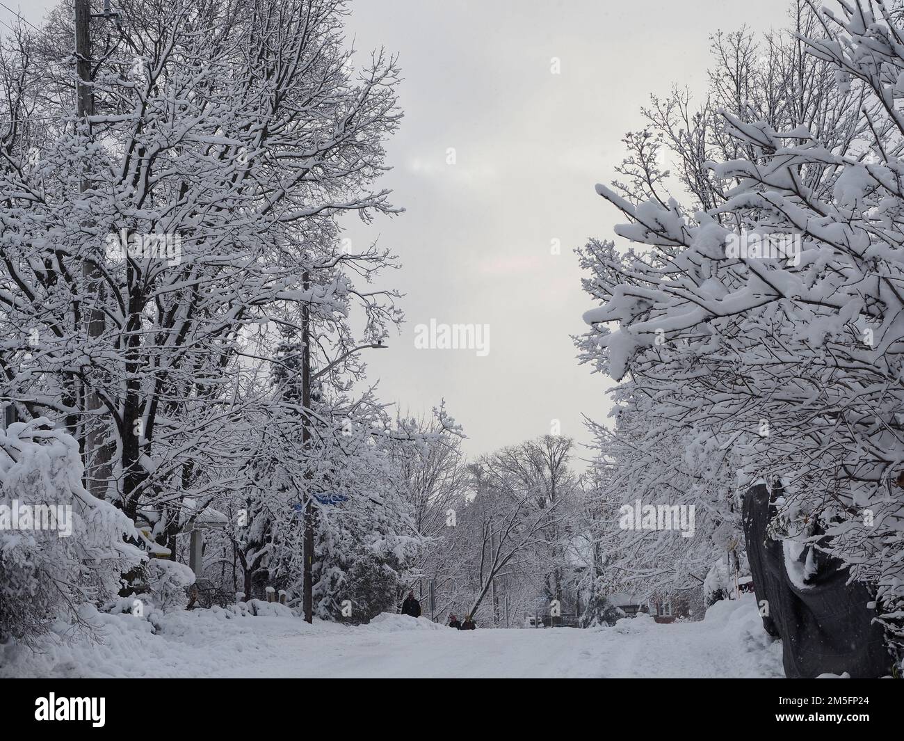 Scène de neige canadienne la semaine avant Noël. Soleil d'hiver pâle perçant à peine les nuages de neige, saumâché par des branches d'arbres chargées de neige. Banque D'Images